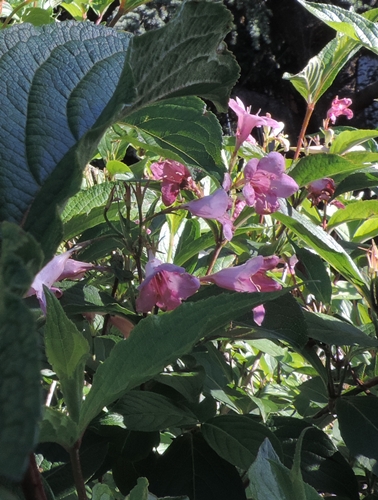 Weigela florida (Caprifoliaceae)